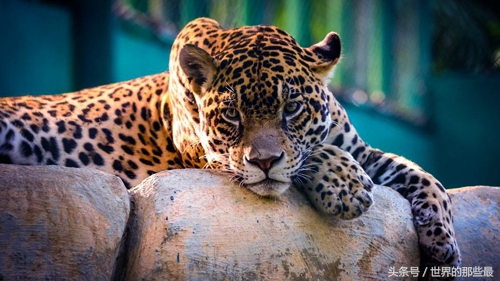 如果花豹和老虎一样大谁更厉害,老虎花豹单挑