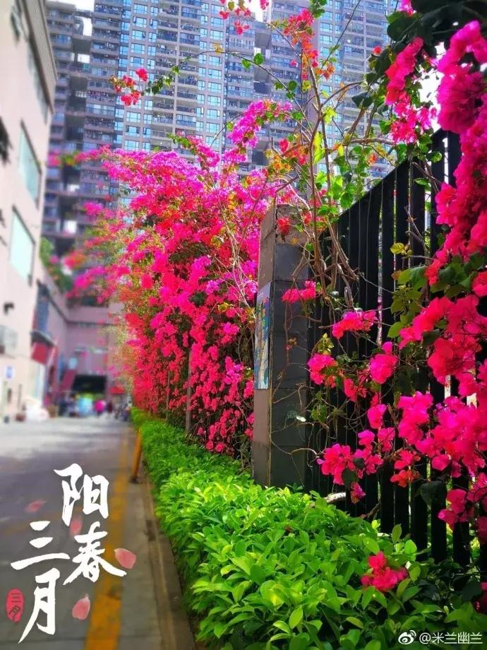 深圳经历过最强台风,深圳经历的最强台风