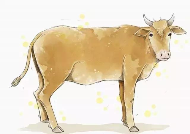 一头牛的价值和图片,一头牛的价值