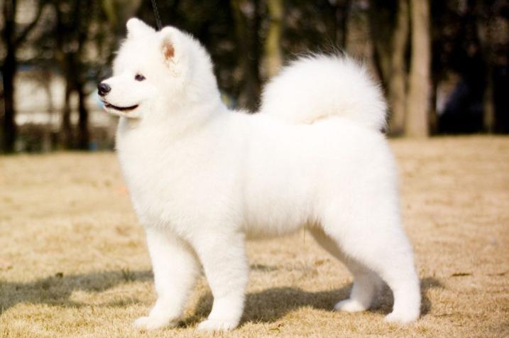 最受欢迎的前十种狗狗,最受欢迎的10种狗狗排行榜