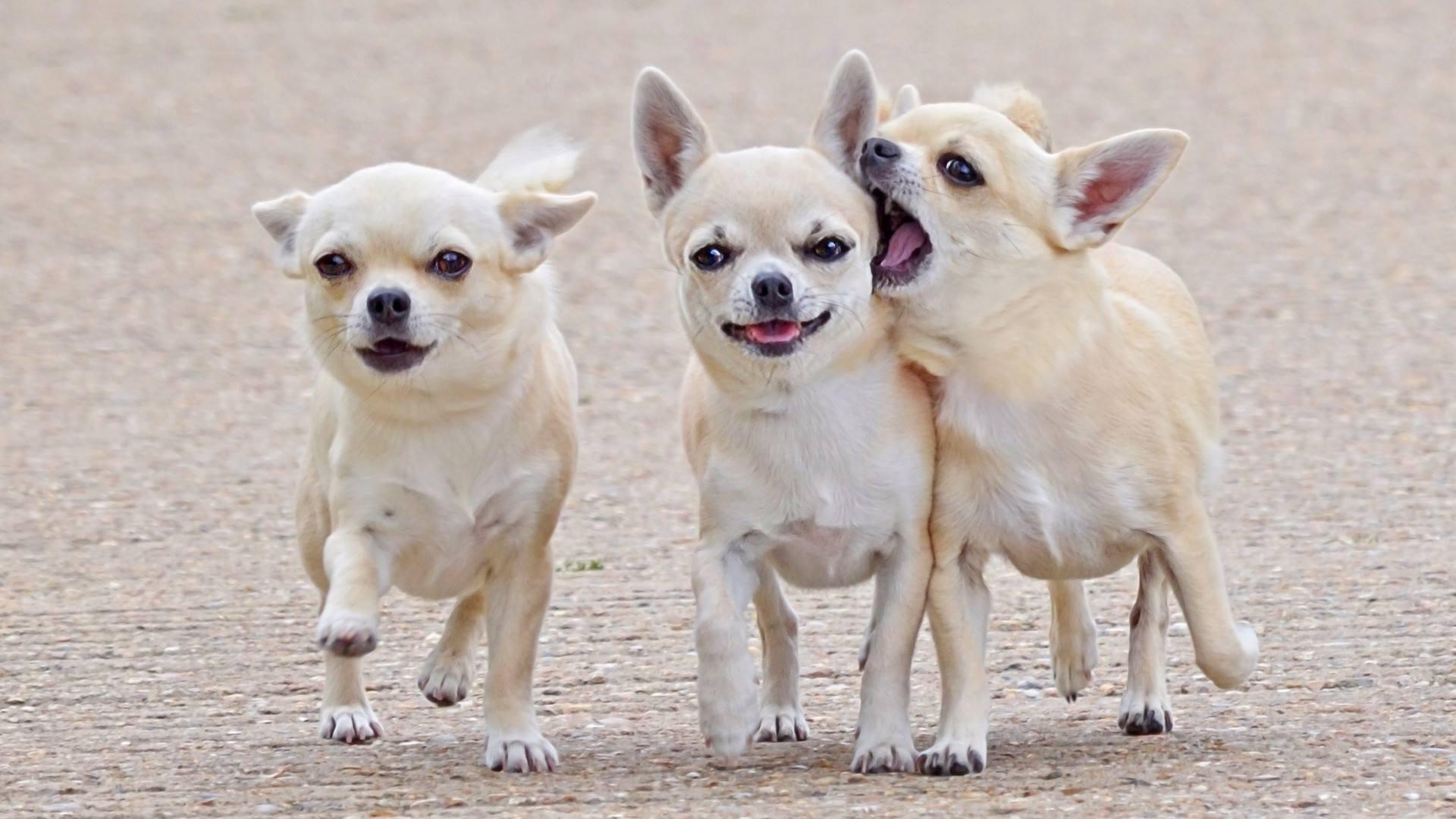 最受欢迎的前十种狗狗,最受欢迎的10种狗狗排行榜