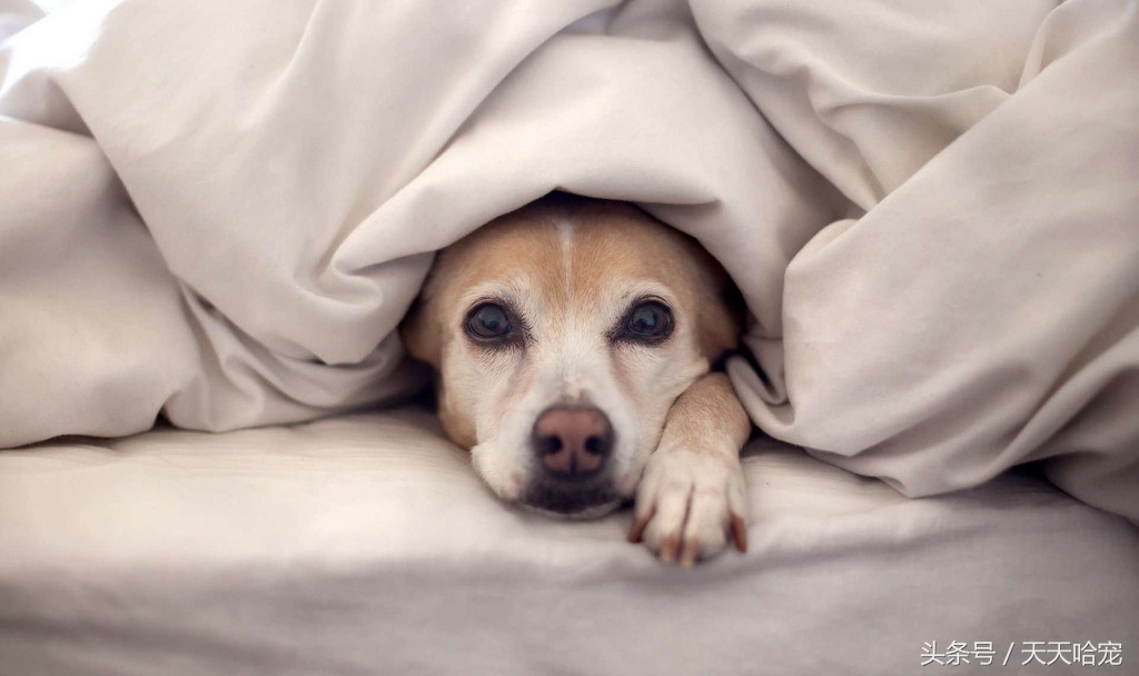 小狗狗体味重如何去除,如何消除狗狗身上的体味