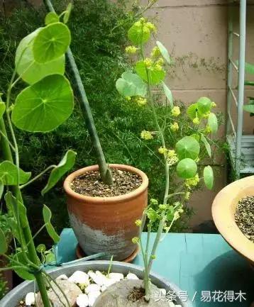 山乌龟怎么养才长得好看,山乌龟大小有区别吗怎么养