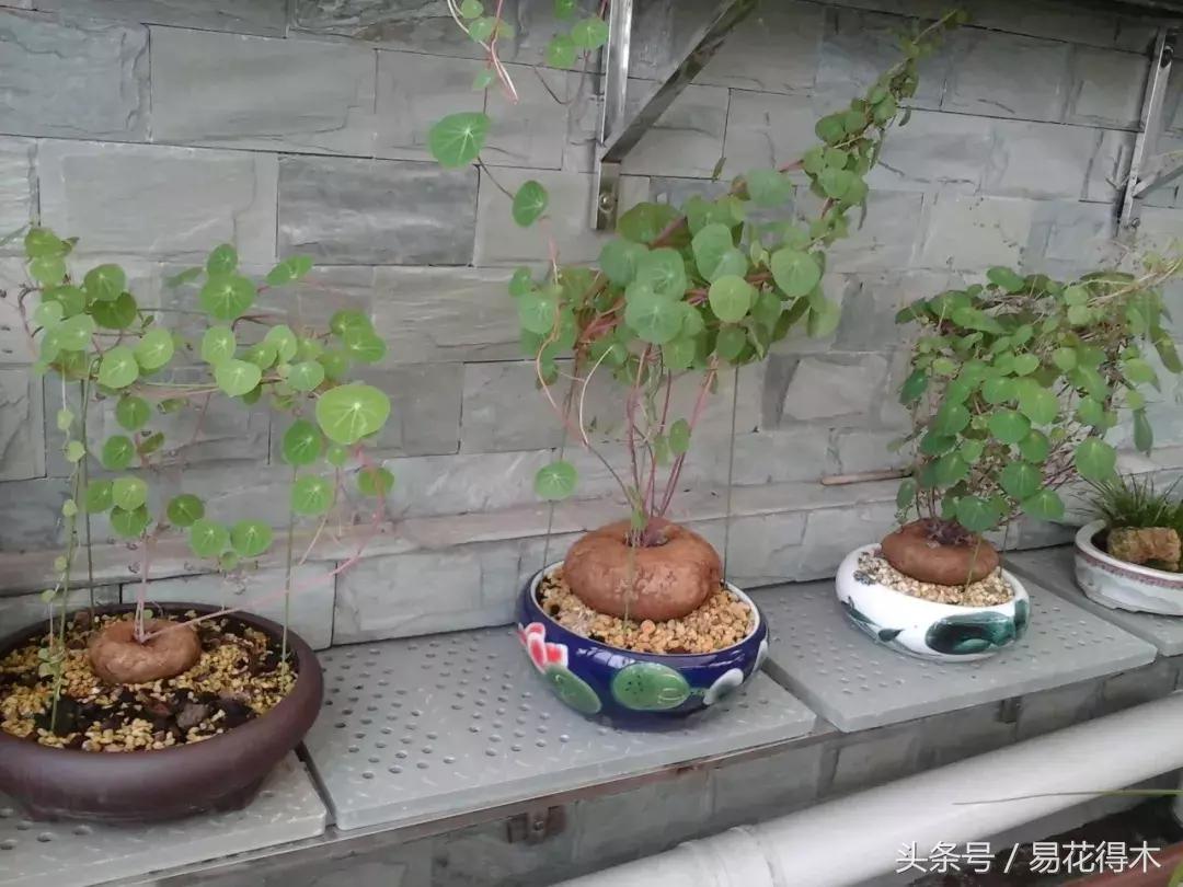 山乌龟怎么养才长得好看,山乌龟大小有区别吗怎么养