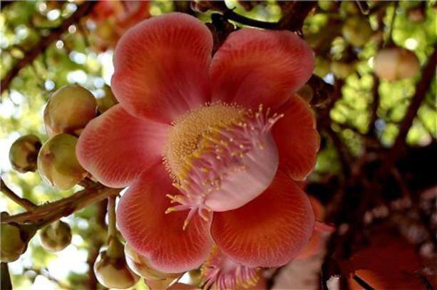 知道这是什么花吗,想知道这是什么花