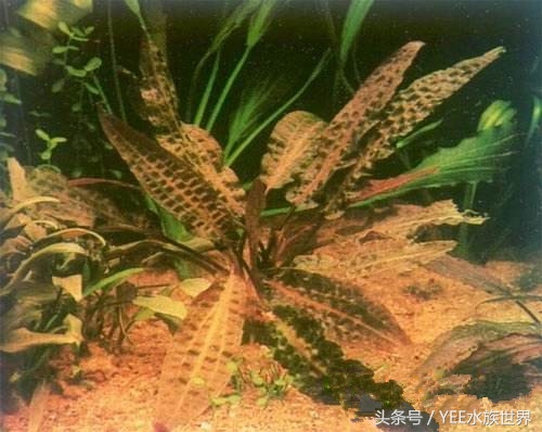 水草腐烂和溶叶,水草烂根发臭