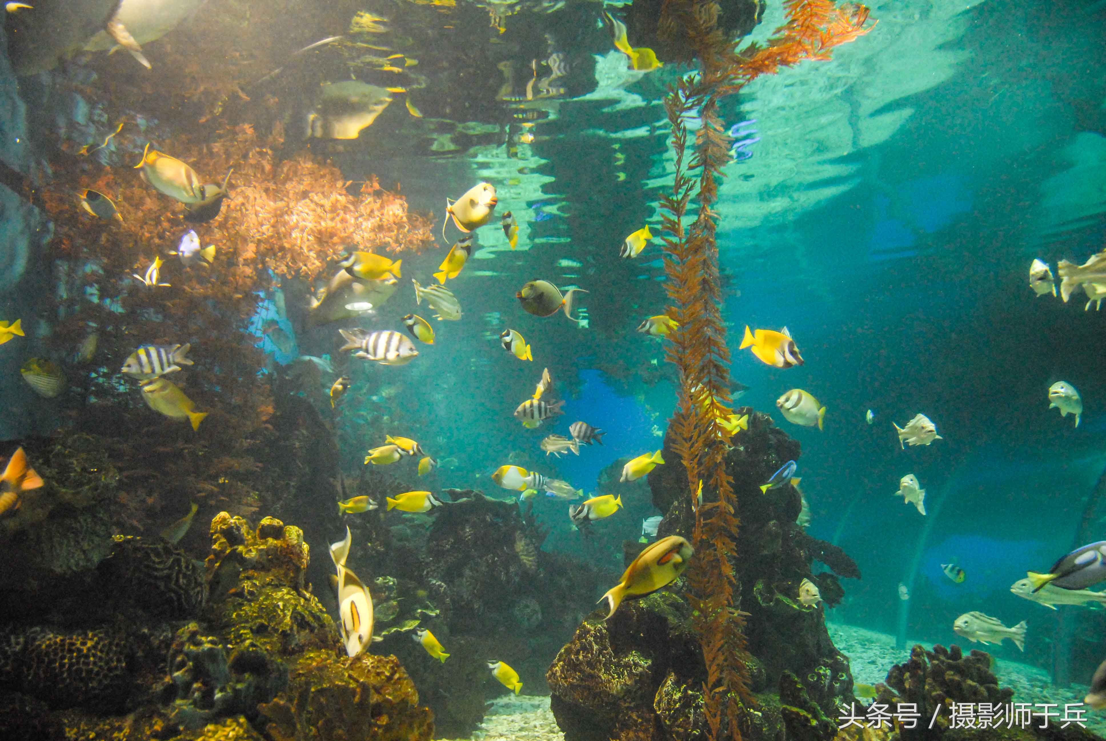 大连海洋主题公园在哪里,大连最著名的老虎滩海洋公园