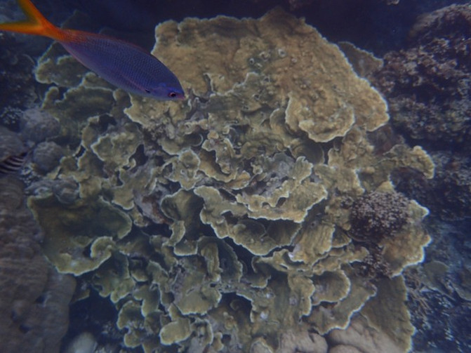 太平洋有名的海岛,太平洋岛国帕劳地理位置