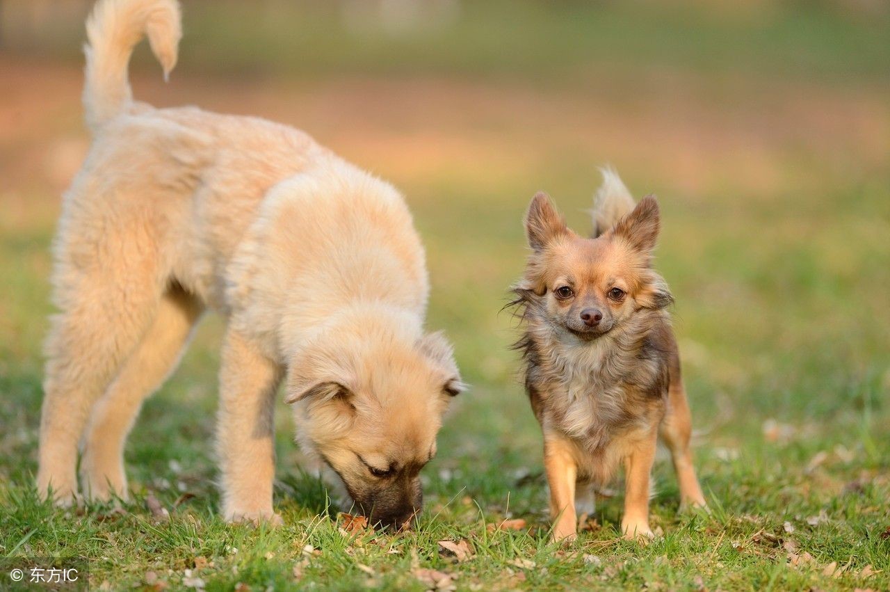 被爱犬踩到鞋子，他竟然吓到自杀！专家：这是一种病