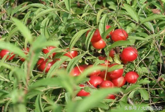 被农村娃公认最好吃的6种野果,农村可以吃的五大野果