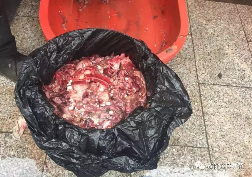 洋葱水可以浇君子兰吊兰绿萝吗,绿萝君子兰怎么养才能长得快