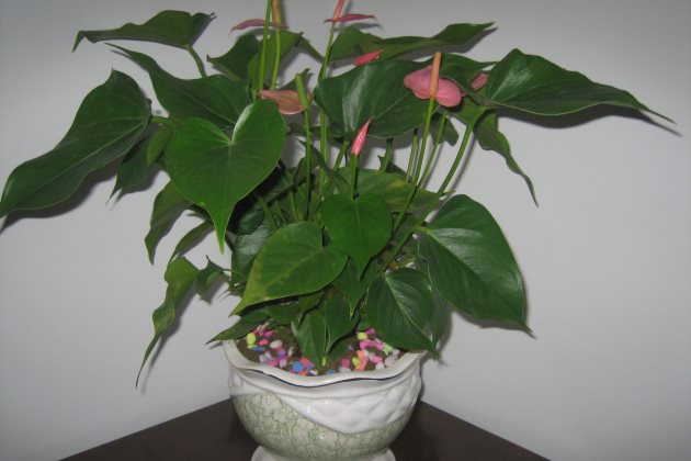 粉掌枯萎了,粉掌花枯萎