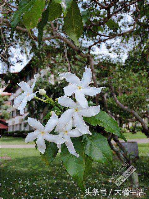 悠哉的沙巴行空气清新重要的是接机仅需1元