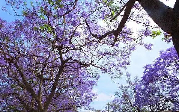 如果一定要不负*光春**不负花，选这2个地方就够了