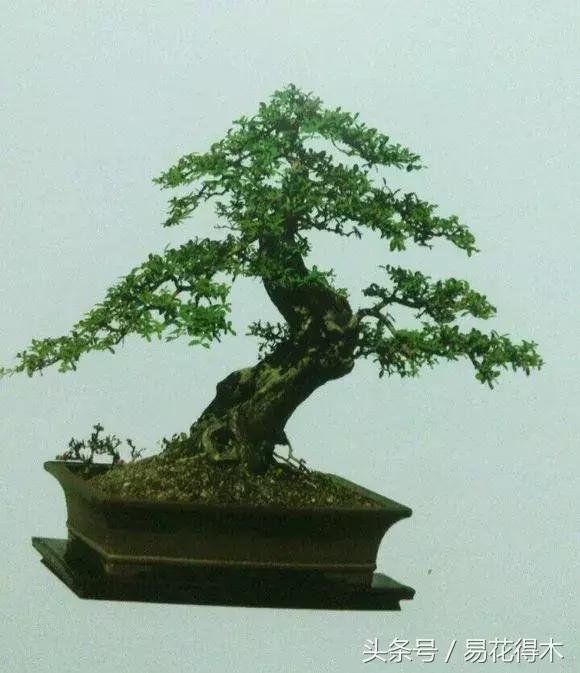 小叶女贞盆景作品欣赏,小叶紫檀盆景的鉴赏