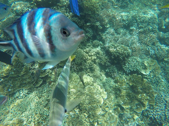 带着我的宝贝豆豆|一起去西太平洋上的海岛国家！