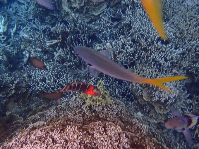 带着我的宝贝豆豆|一起去西太平洋上的海岛国家！