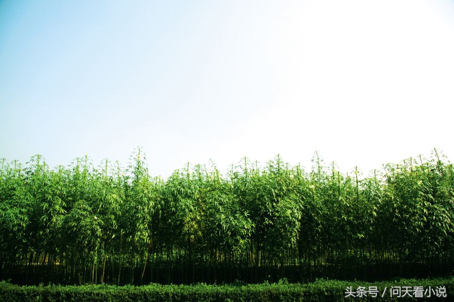 莫言透明的红萝卜解析,莫言透明的红萝卜主题是什么