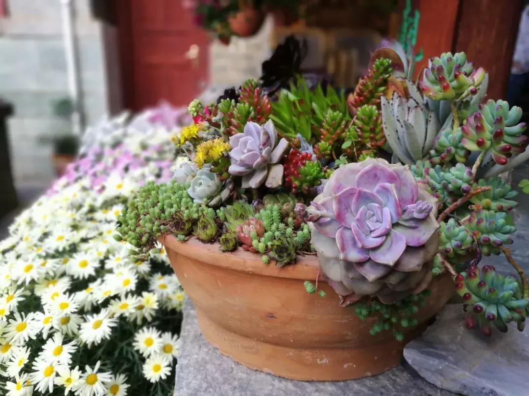 春来花自青秋至叶飘零原文解释,春来花自青秋至叶飘零出自哪里