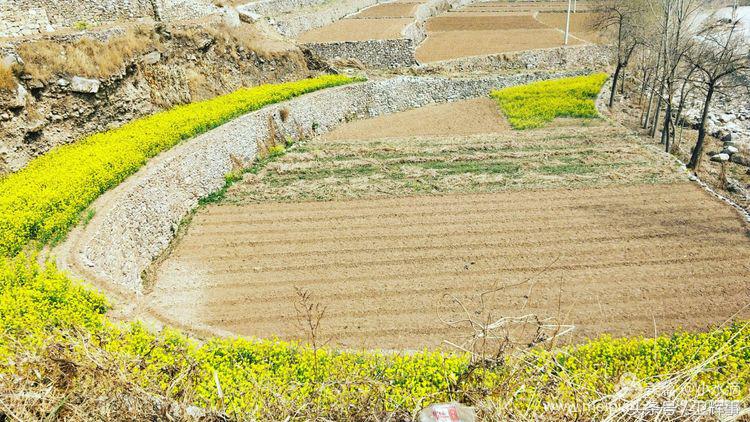 卫辉鲤鱼村道路两侧的千娇百媚……