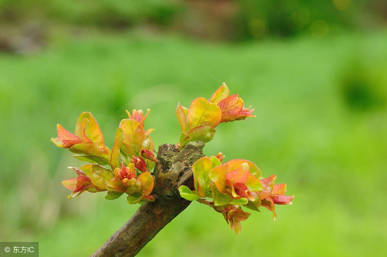 栽了几年的果树不长是什么原因呢,果树发芽后又枯萎是怎么回事