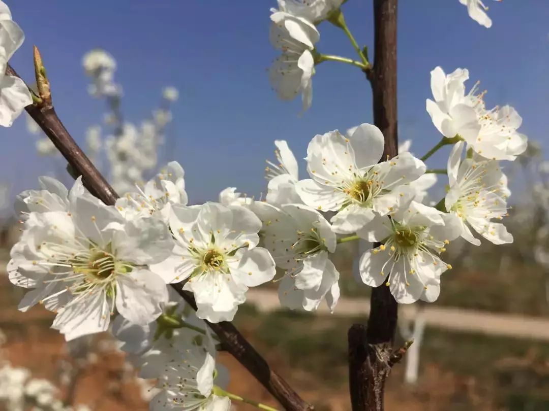 潼南赏花攻略全集,重庆赏花好去处潼南花岩梨花海