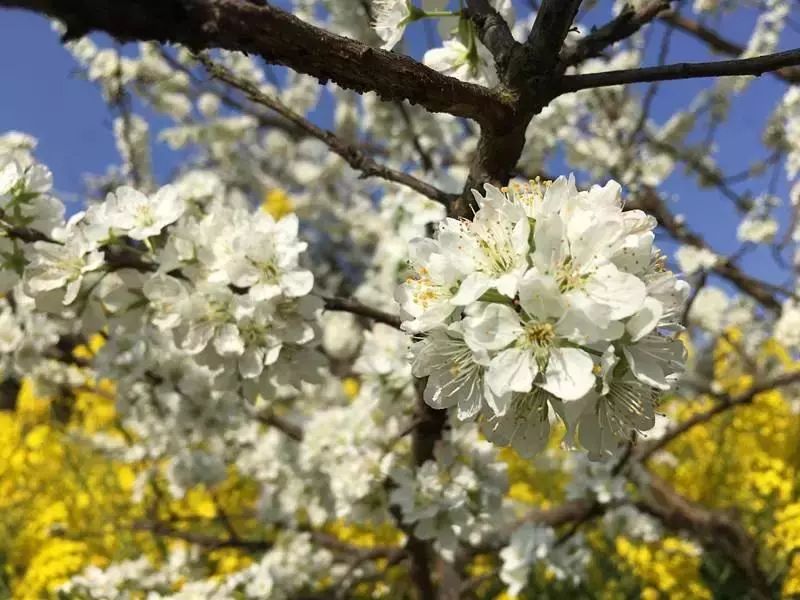 潼南赏花攻略全集,重庆赏花好去处潼南花岩梨花海