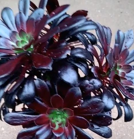 为什么喜欢法师多肉,为什么喜欢养法师