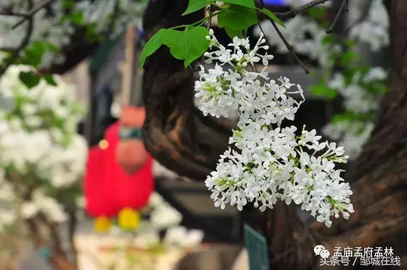 唯美中式风景,唯美花开美景图片