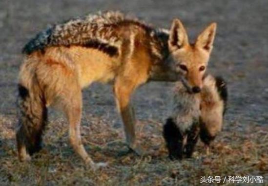 平头哥发怒起来很无敌,平头哥被激怒