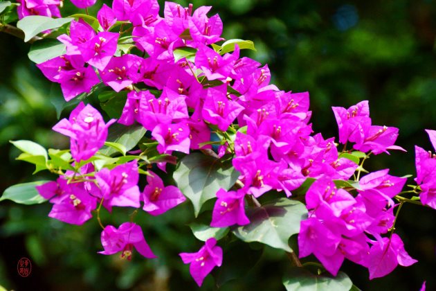 三角梅叶子卷起来怎么办,三角梅叶子变色卷曲褶皱