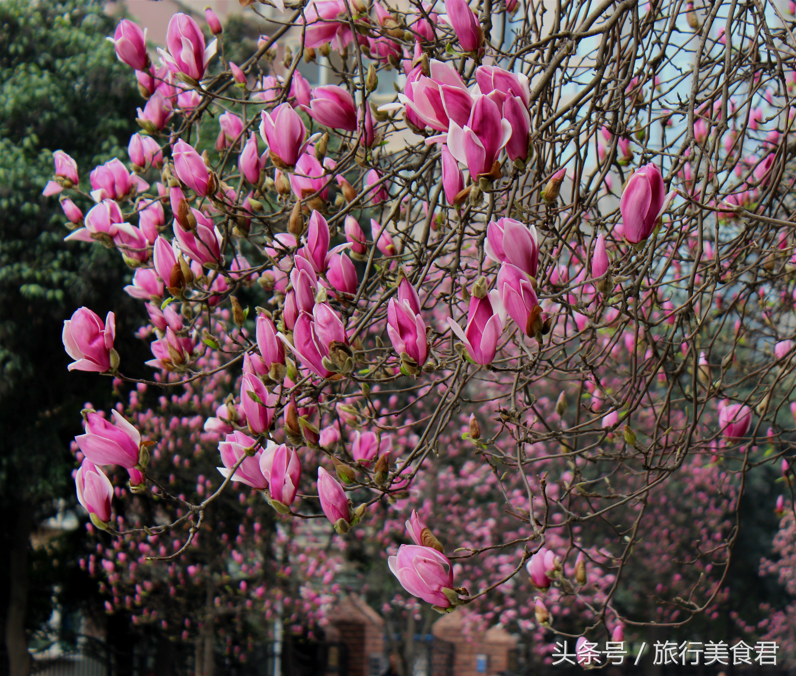 西安最美花路,西安哪条街花好看