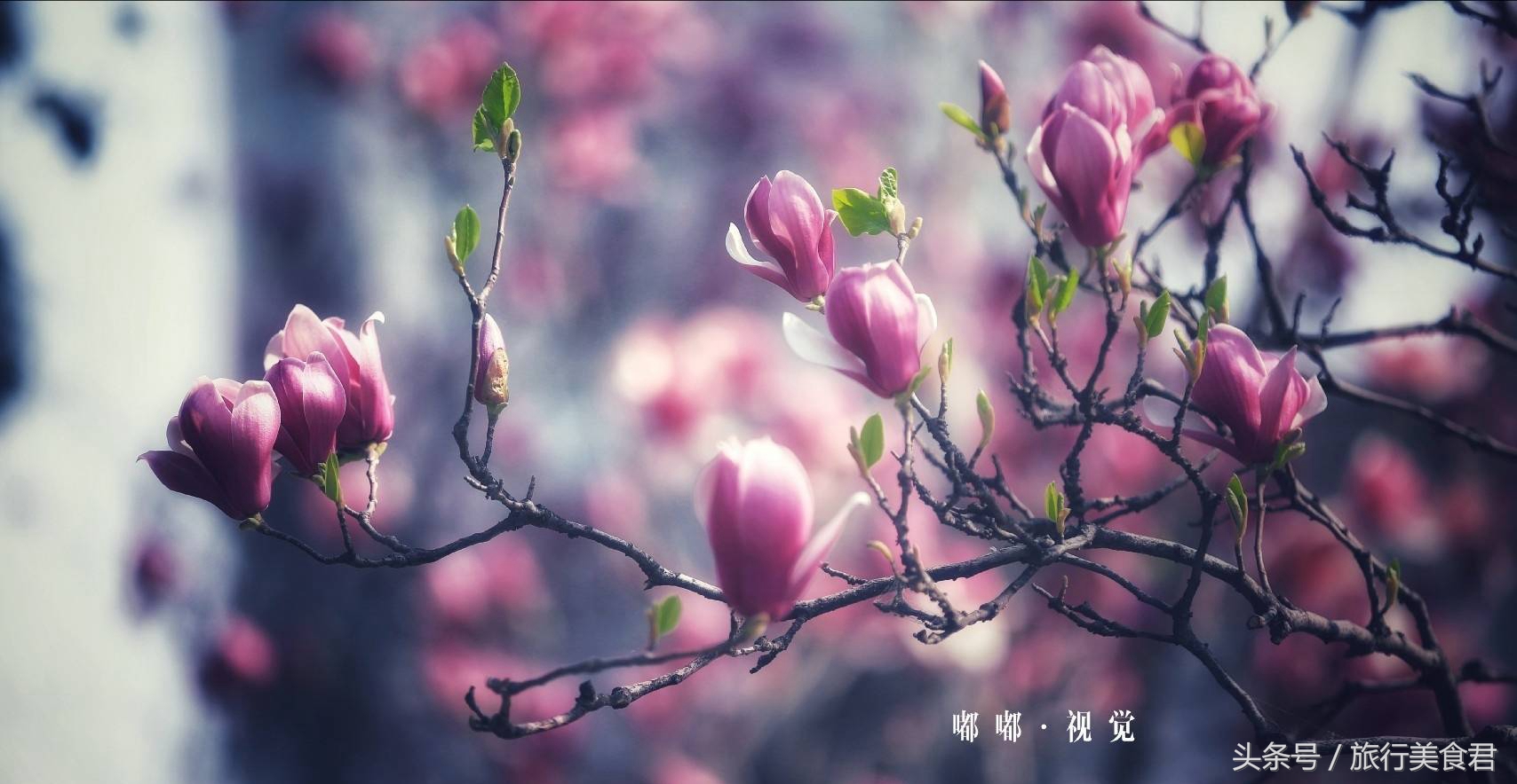 西安最美花路,西安哪条街花好看