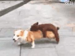 哥，您看见我*眼屁**了吗