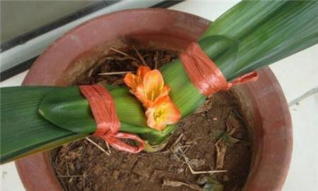 养君子兰注意此5点,养君子兰记住4点