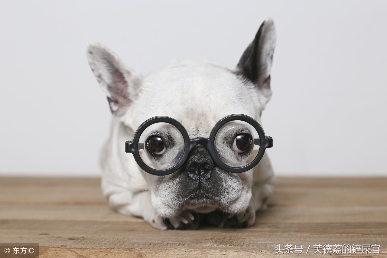 英牛为什么不建议养,为什么不建议养英牛