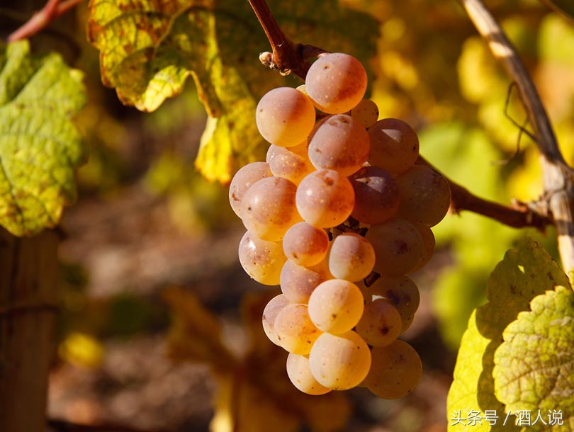 葡萄酒常见的10个误解你有几个,葡萄酒的那些误区你了解多少