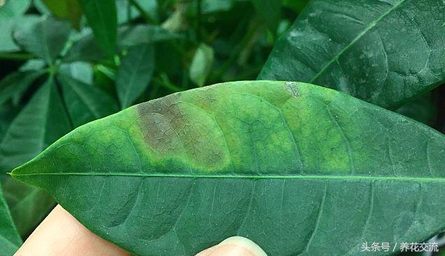 家里盆栽发财树叶子枯萎怎么养护,家里的发财树叶子枯萎怎么办