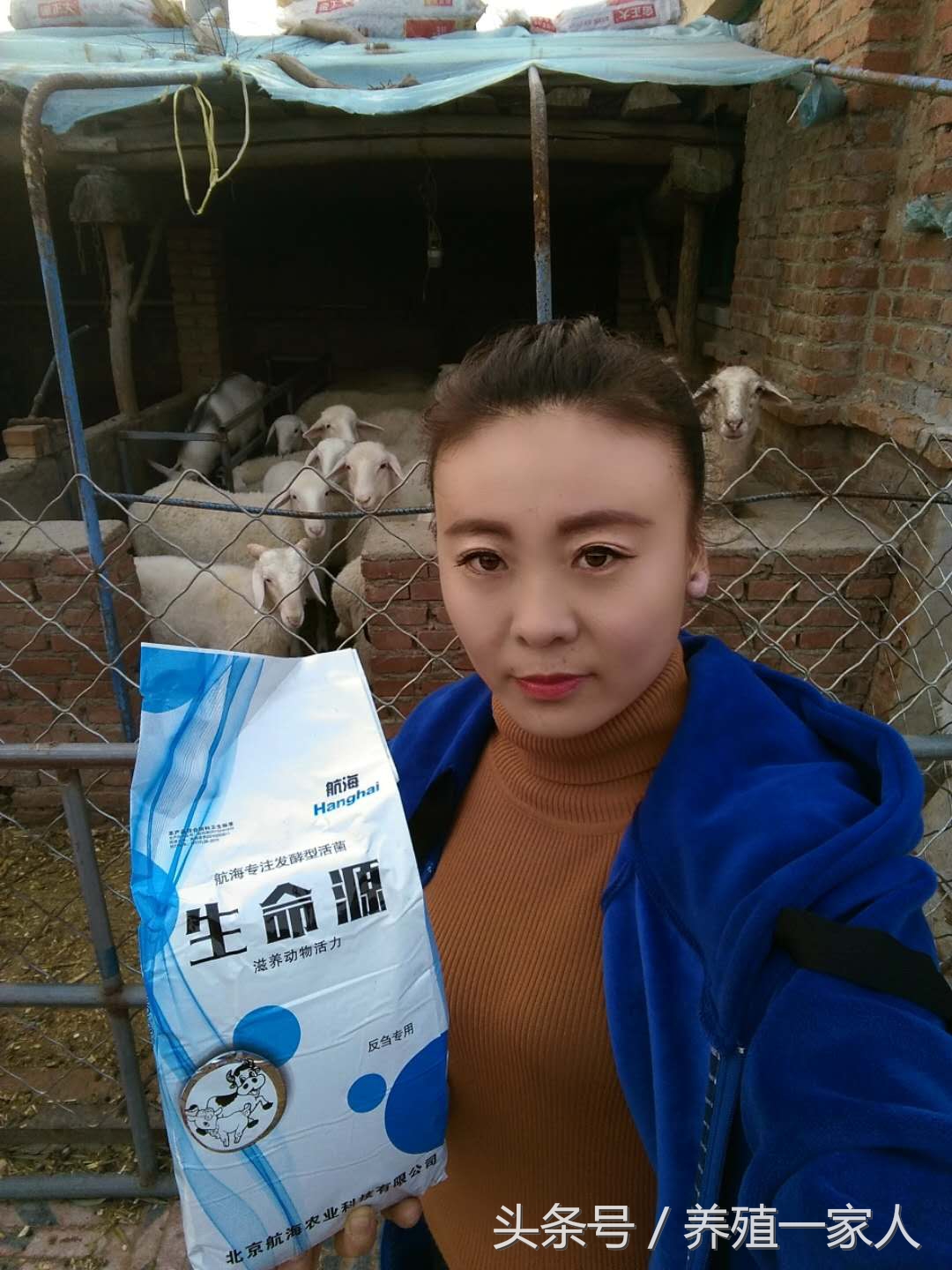 养育肥羊的利润与成本真实,东营盐窝育肥羊利润和成本