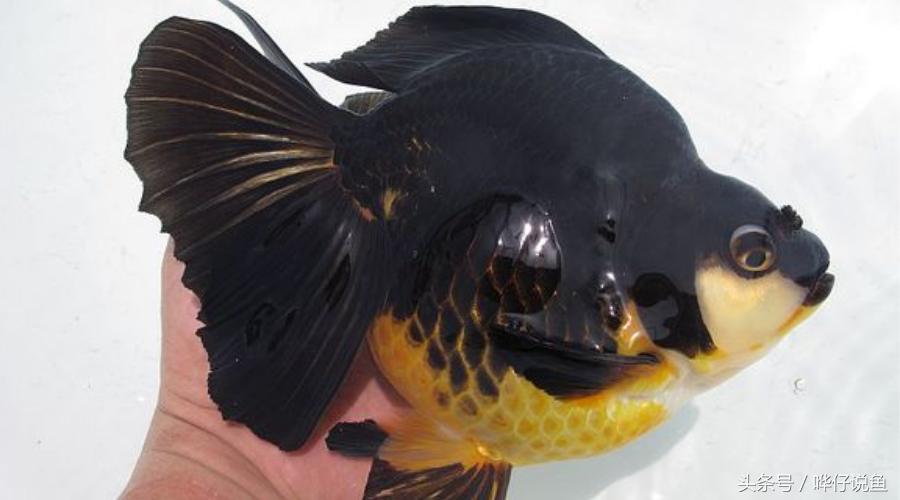 金鱼为啥养一年多死了,金鱼为什么活的时间很少