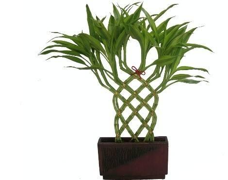 水养富贵竹叶发黄怎么处理,富贵竹叶子发黄小方法