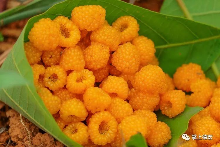 黄泡果熟了,云南特色黄泡