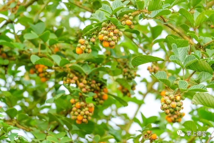 黄泡果熟了,云南特色黄泡