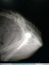 犬髋关节发育不良外科诊断,犬髋关节发育不良中医治疗