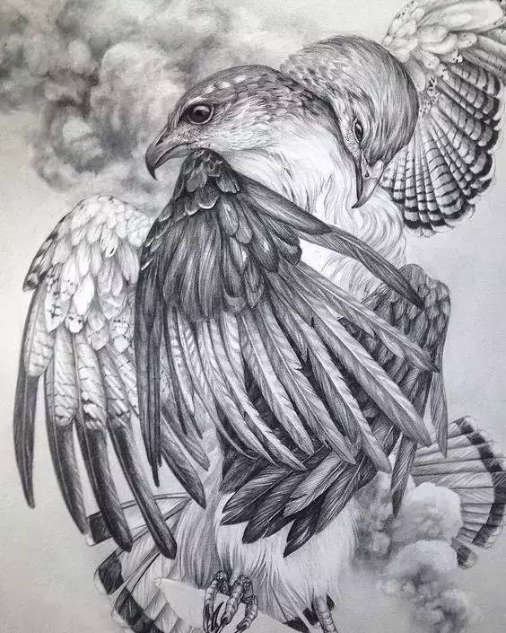 鹰怎么画又霸气又真实,要怎么画真实的老鹰