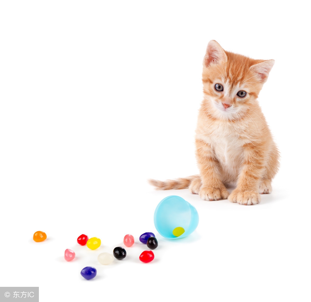 猫咪是尝不出甜味来的,猫咪小百科全集