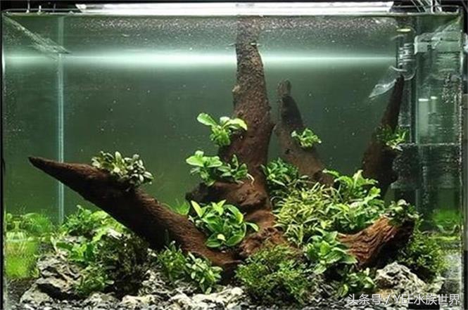 草缸二氧化碳自制还是罐装,为什么草缸需要二氧化碳