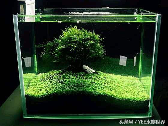 草缸二氧化碳自制还是罐装,为什么草缸需要二氧化碳