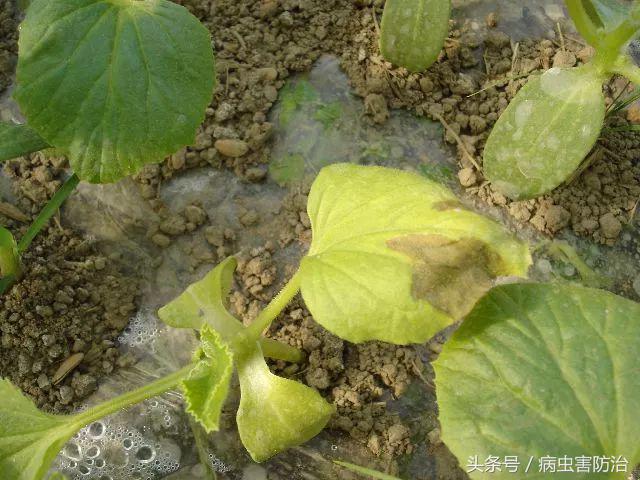 小麦枯萎发黄死苗怎么回事,秧苗移栽后大面积枯萎是什么原因