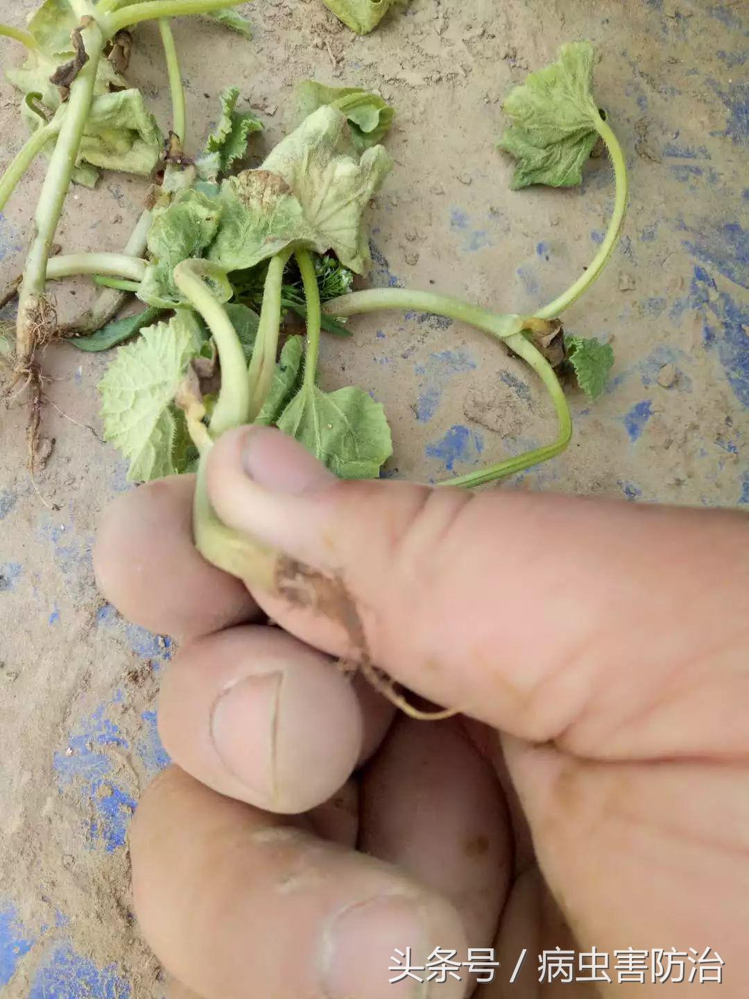 小麦枯萎发黄死苗怎么回事,秧苗移栽后大面积枯萎是什么原因